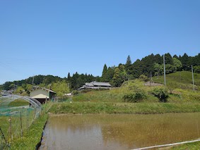 夏至の田園風景