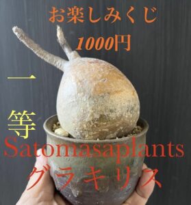 狂植祭vol.2 一等賞